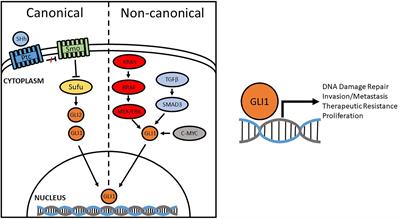 GLI1: A Therapeutic Target for Cancer